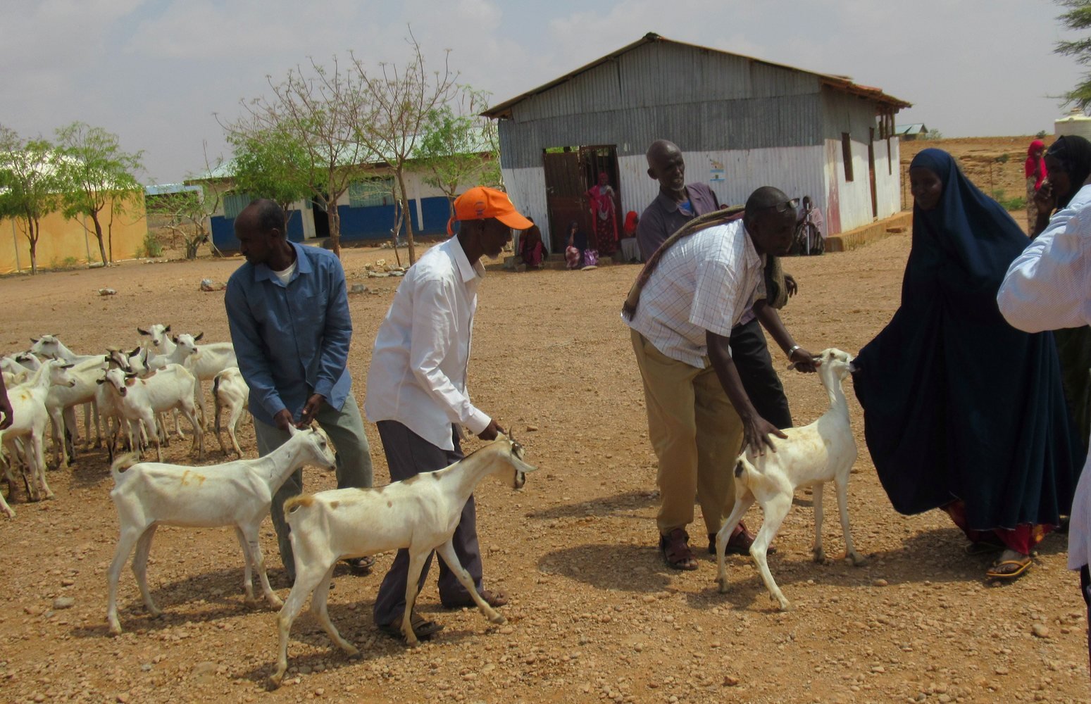 Livestock support for drought-affected households in Dollo Ado Woreda