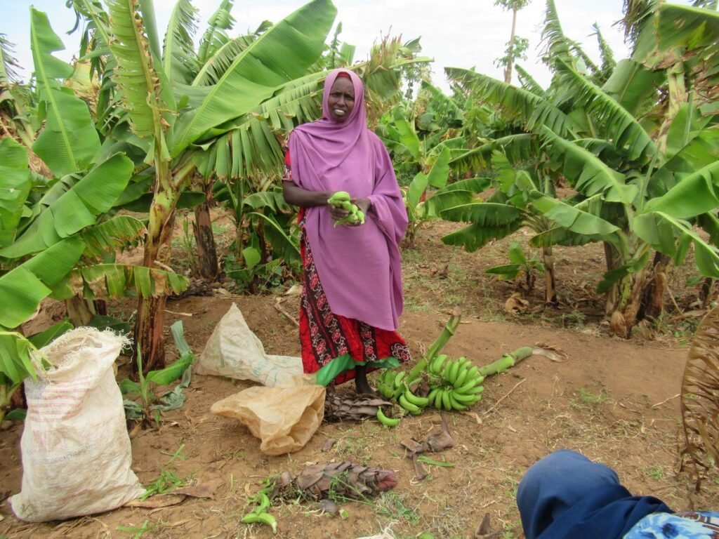 A woman farmer harvesting bananas on her plot, Dollo Ado Woreda