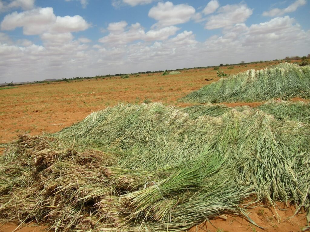 Harvested fodder grass bundled in a field as part of Wa-PYDO's livelihoods and food security programme.