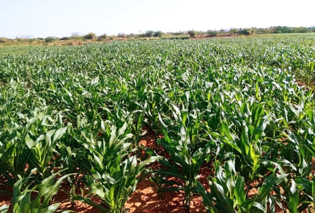 A maize field grown by a Wa-PYDO-supported cooperative, Somali Region