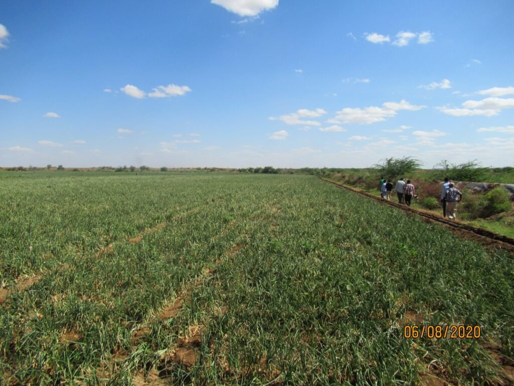 A wide irrigated onion field supported by Wa-PYDO, Dollo Ado