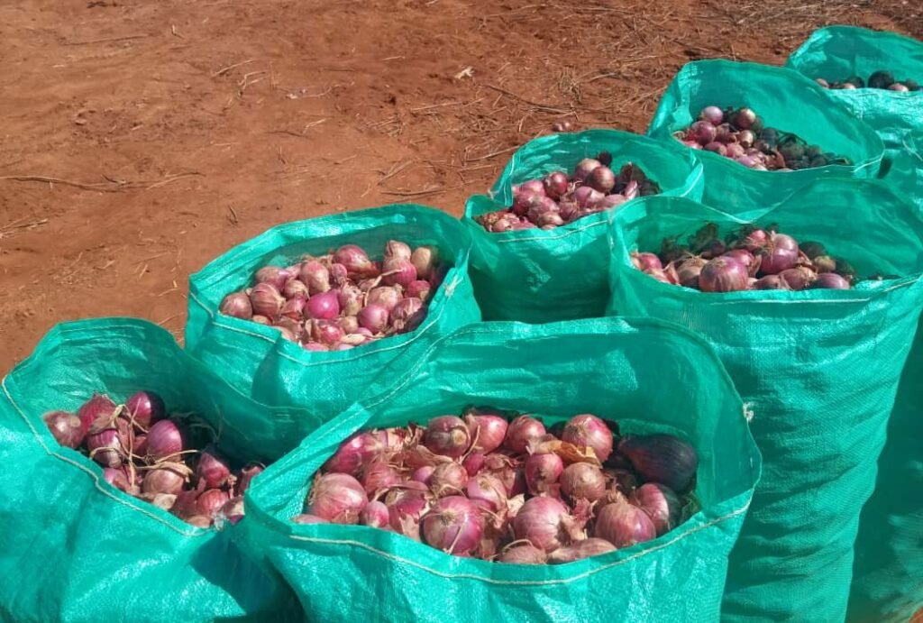 Onions harvested by a Wa-PYDO-supported farmers cooperative, bagged for market, Dollo Ado