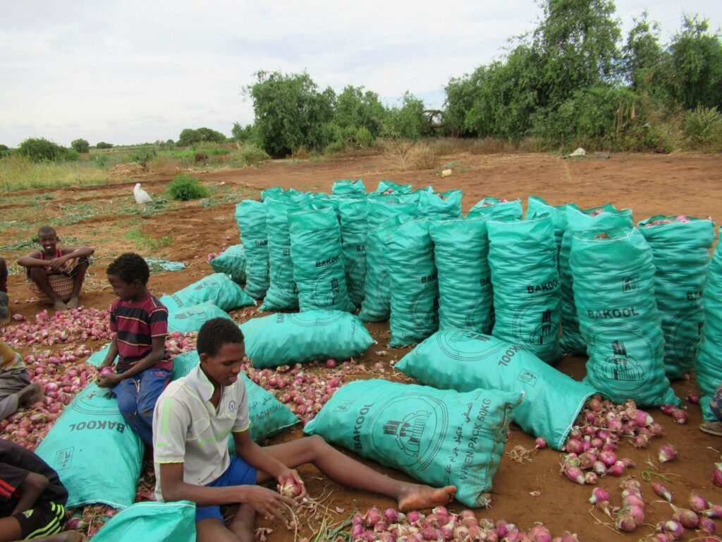 Young workers bagging the onion harvest, Dollo Ado