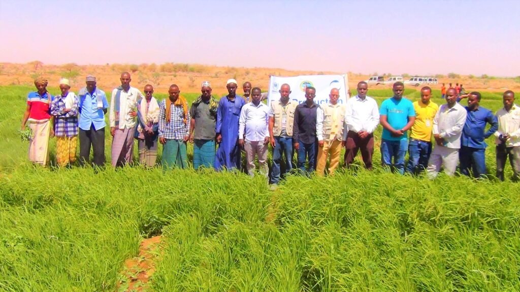Farmers, Wa-PYDO staff and partners at a rice production field day in Dollo Ado